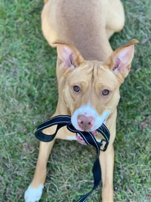 PetMeet vs. Traditional Social Media