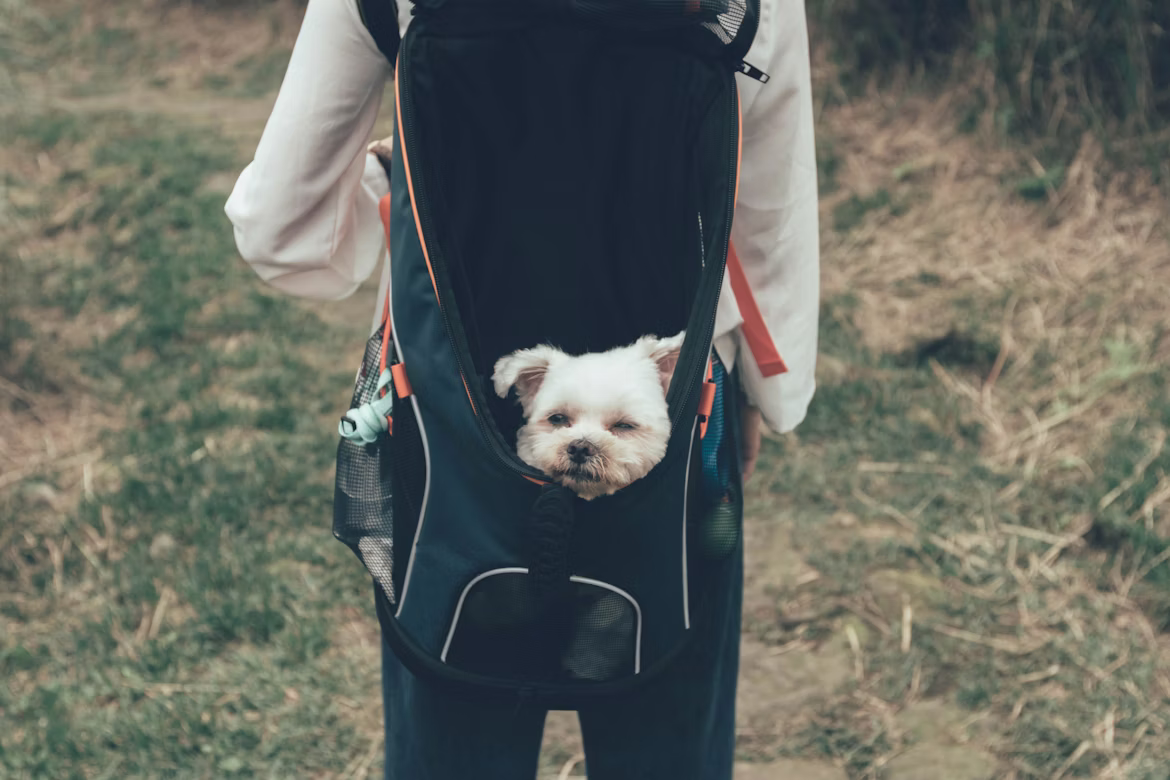 How Can Scent Training Enhance Your Dog’s Skills and Confidence