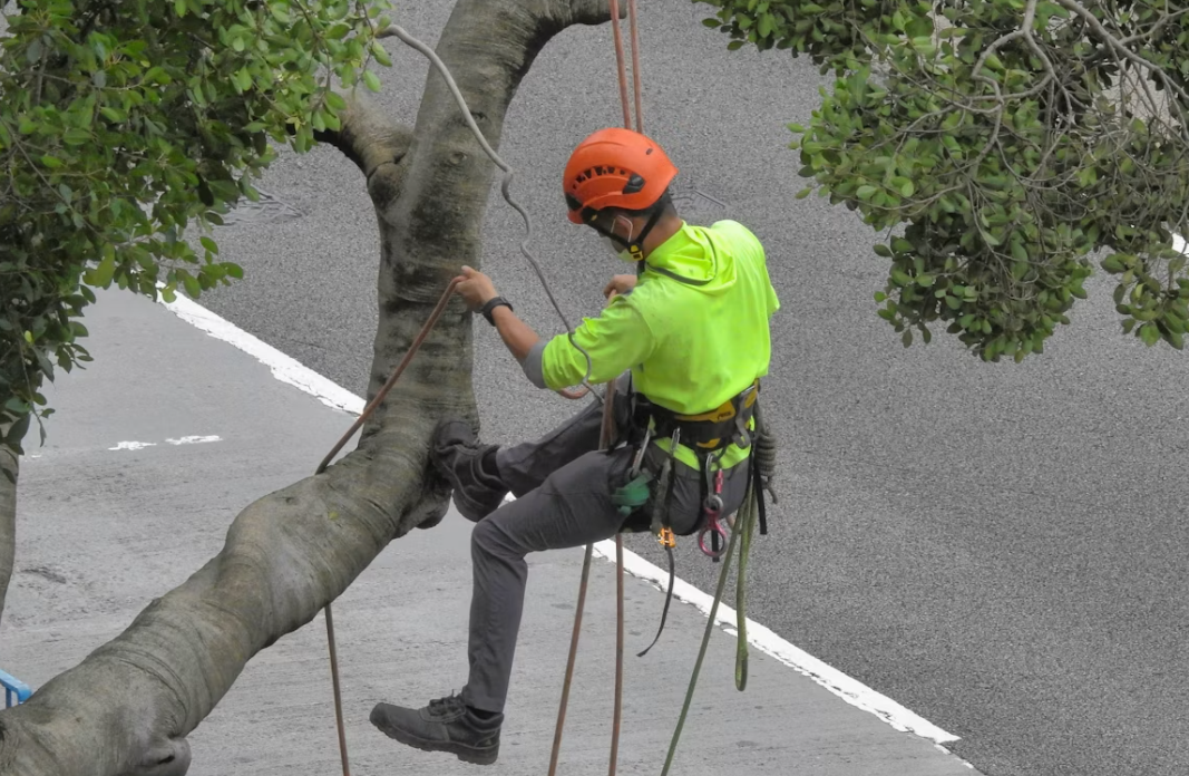 7 Warning Signs a Tree on Your Florida Property Is a Hazard Before Hurricane Season